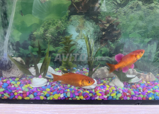 petit aquarium avec 2 poissons