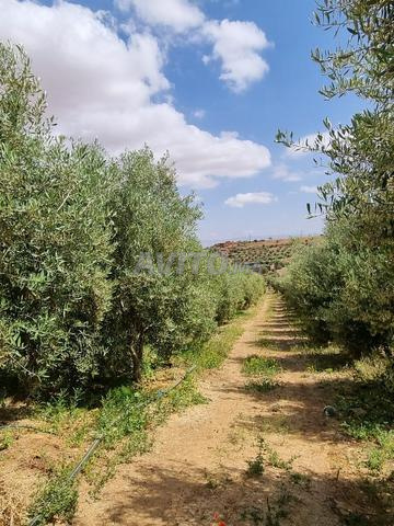 Ferme intégrée et distinctive pour investissement