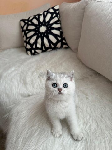 Chatons British Chinchilla Pure