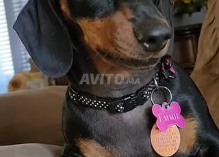   كلب مستورد راس   