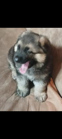 berger allemand chien