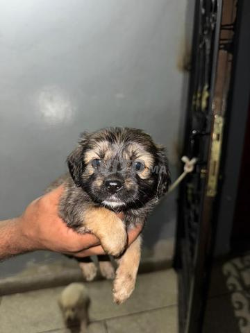 chien  bikinwq kokoni