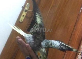 طائر الكالوبسيت ذكر الإيزابيل مدريسي لاهوما بارك