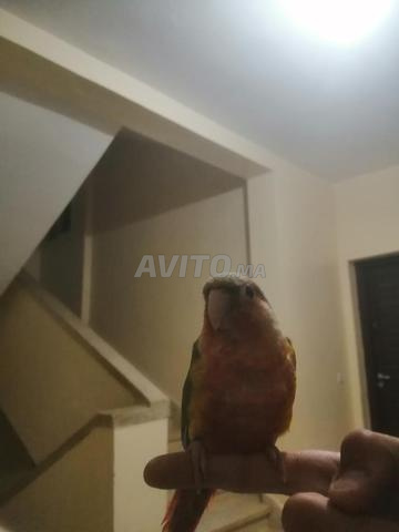 Red face Moulina bien dressé  - 2