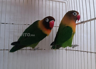 couple les inséparables plus cage 