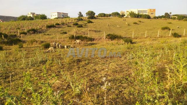  ارض للبيع عدلية في شراقة طنجة عندا زنقة د 5 متر 