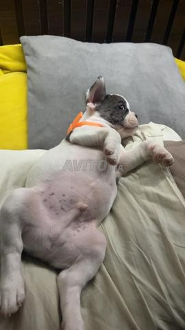 Bulldog francais vacciner avec son carnet 