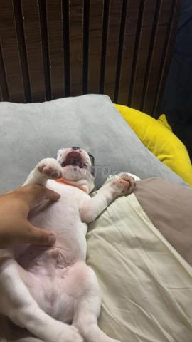 Bulldog francais vacciner avec son carnet  - 2