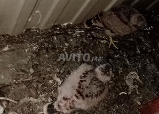 طيور العوسق