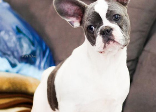 Magnifique chiot bulldog français exotique