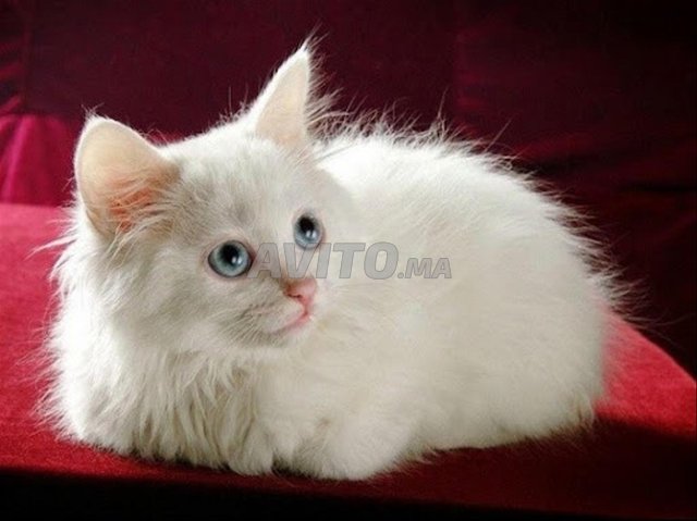 angora poil long