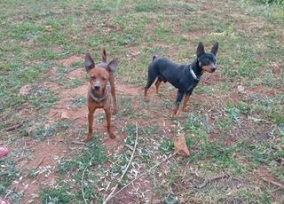 Petit Chiots Pinscher