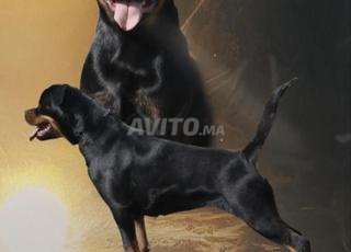 Rottweiler pedigré confirmé
