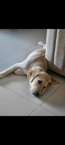 golden retriever chien