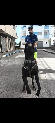 canecorso femelle chien