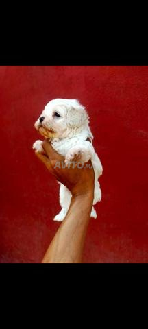 bichon maltais nain chien