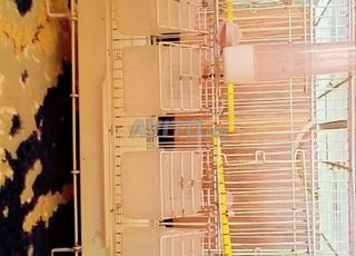 قفص ومستلزماته 