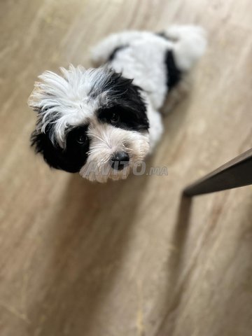 Bichon havanais mâle 