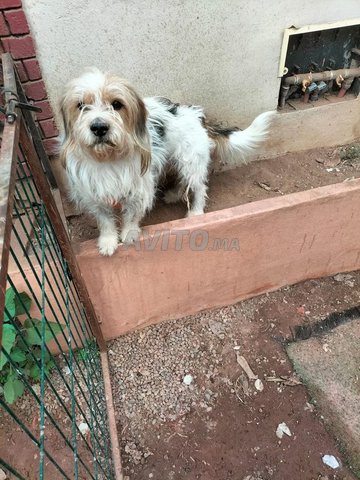 Vente d'un chien avec sa niche 
