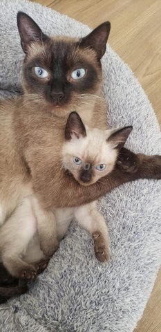 chat siamois a vendre