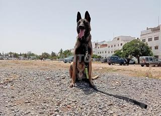 malinois charbonné 
