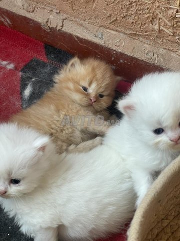 chats persans et 1  malinois