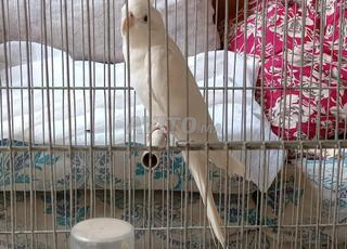 كالوبسيت للبيع