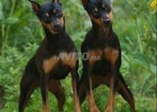 Male et femelle Pinsher 1 an