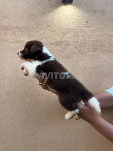 male et femelle border collie