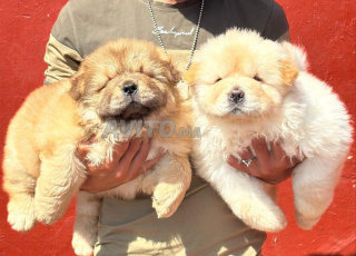  chow chow age 46 jeur vaccine 