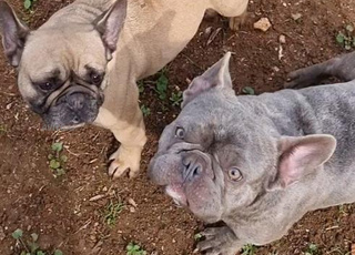 bulldog francais femelle