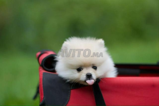 Spitz nain  male et femelle - 2