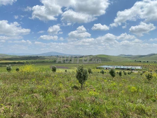 Terrain Titré  أربعاء عياشة - أرض محفظة 2.4 هكتار