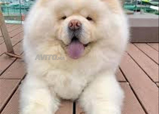 Chowchow chien