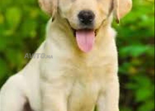 labrador chien