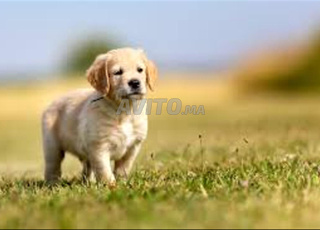 golden retriever  chiot