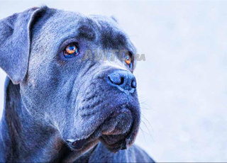 canecorso chien