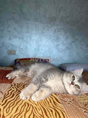 chatte scottish straight short a vendre