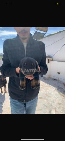 Des chiots rootweiller 45jr à vendre 