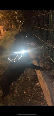 Des chiots rootweiller 45jr à vendre  - 2