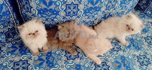 chat persan