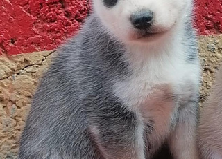 husky adorable 