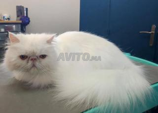 chat persan yeux orange pur 