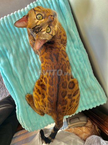 Bengal chat mâle disponible pour accouplement 