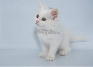 chat angora