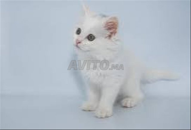 chat angora