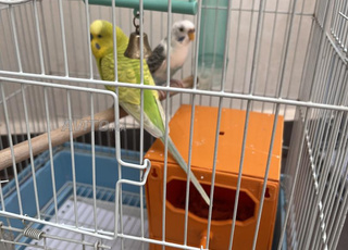 À vendre couple de perruches cage 