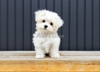 bichon maltais chien