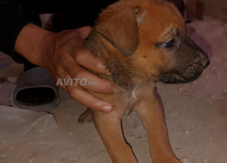 كلاب صغار المانيلوا بالصحه ممتازه