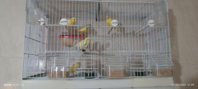 canari malinois 